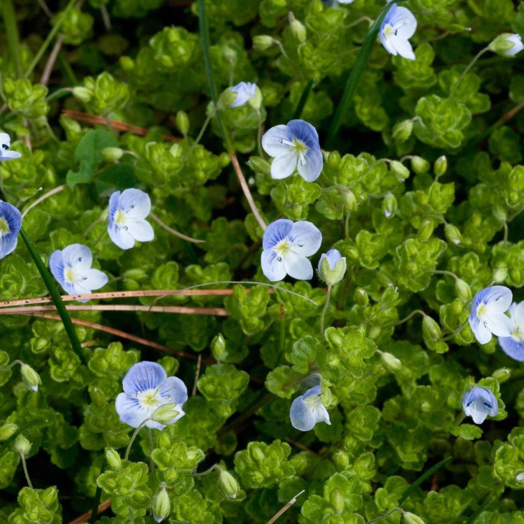 The Beautiful and Resilient Creeping Speedwell Plant: A Marvel of Nature