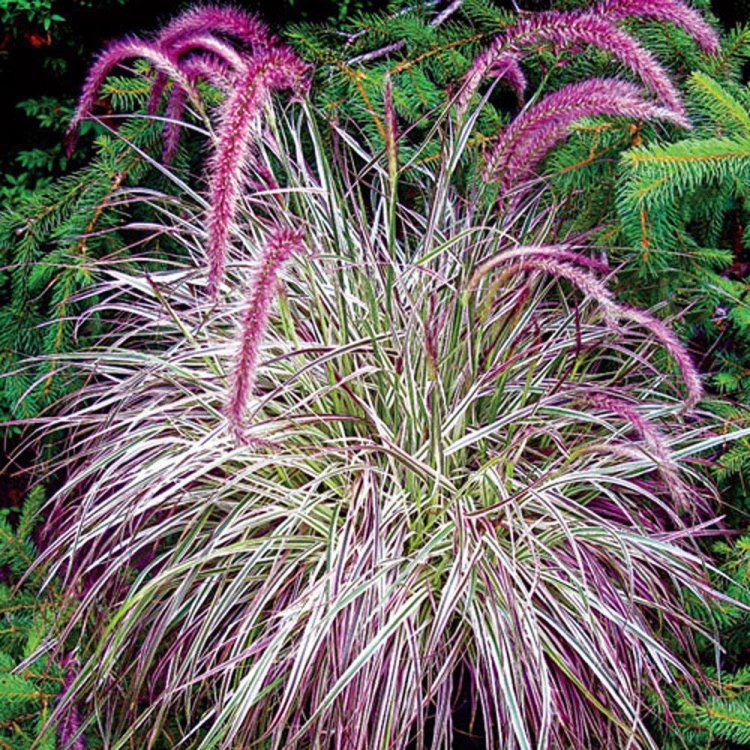 The Beauty and Diversity of Pennisetum: A Fountain Grass for Every Garden