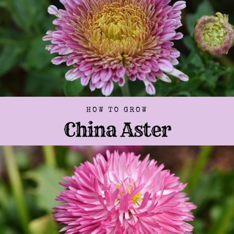 The Versatile and Vibrant China Aster: A Blooming Beauty from the East