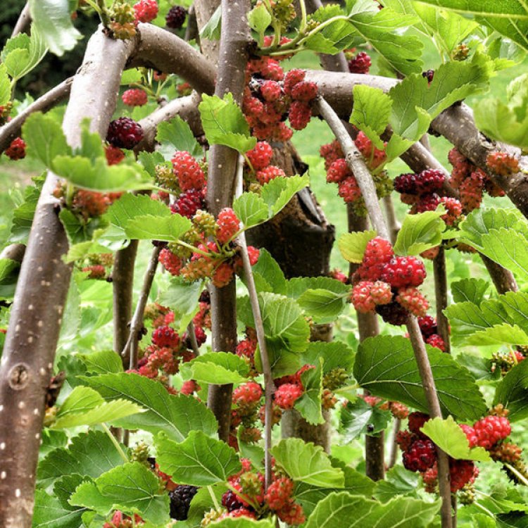 The Fascinating World of Mulberry Trees: A Guide to Nature's Bounty