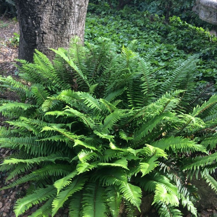 Discover the Beauty of Western Sword Fern: A True Symbol of North America