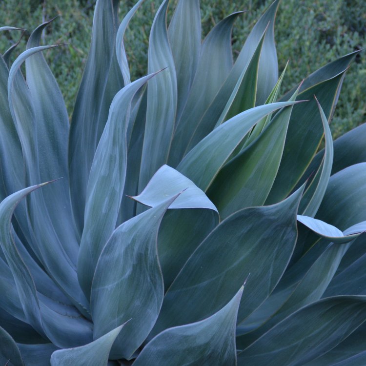 The Versatile and Hardy Agave: A Succulent to Admire