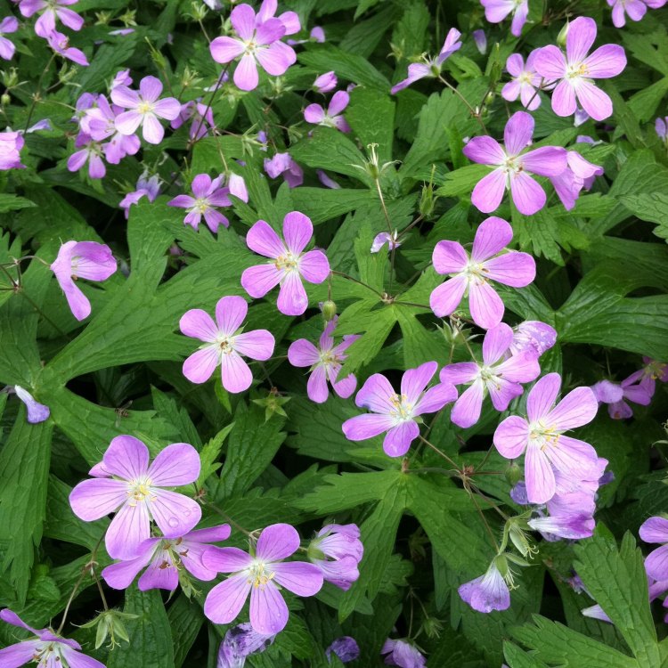 The Allure of Wild Geranium: A Colorful Addition to North American Flora