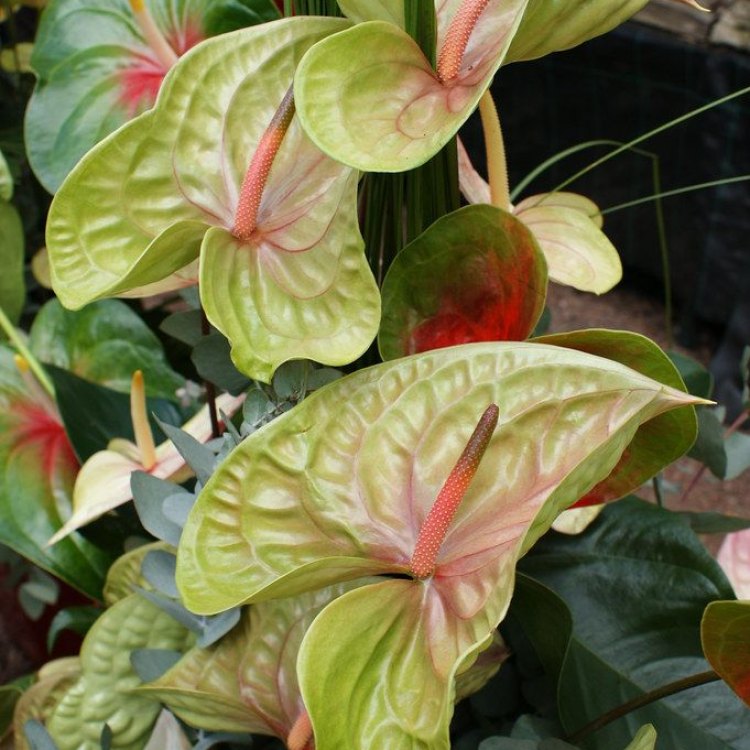 Anthurium: The Vibrant and Long-Living Herb of Tropical Rainforests