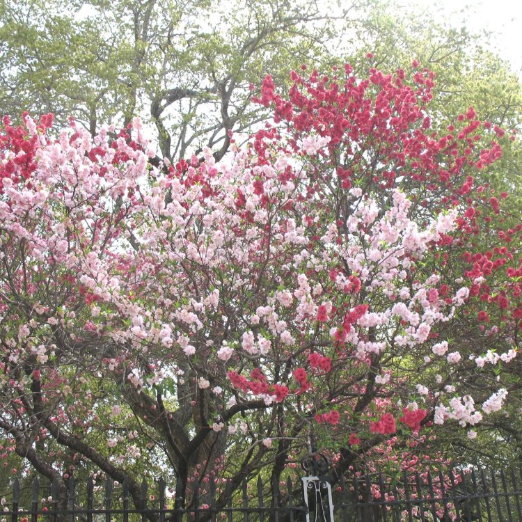 The Fascinating World of Prunus Persica: The Mighty Peach