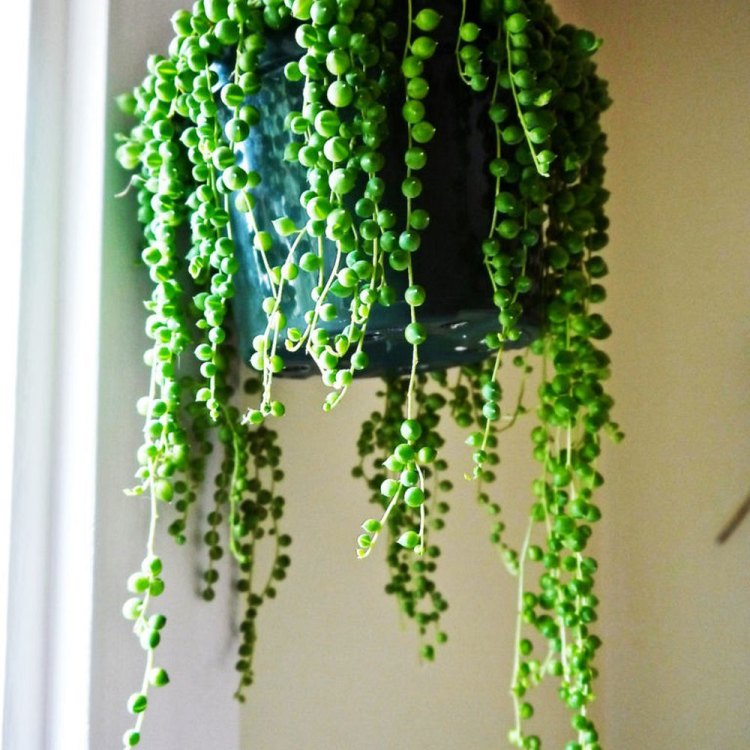 Get mesmerized by the beautiful String of Pearls plant