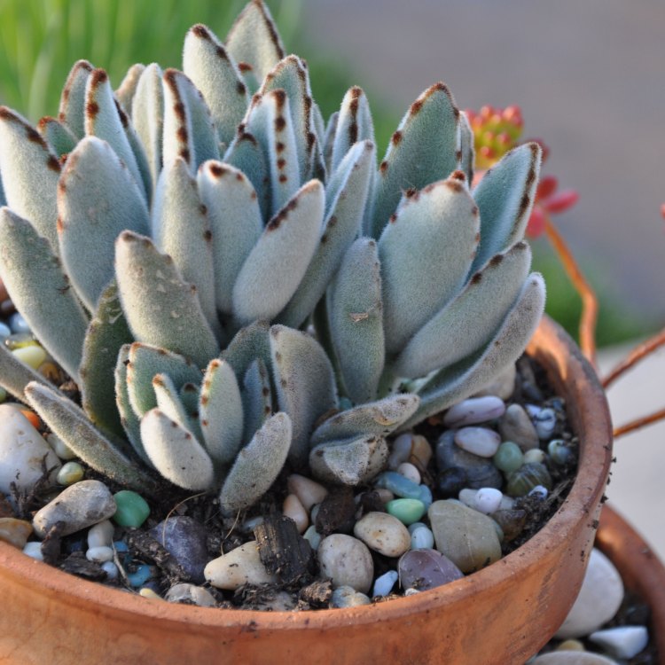 Panda Plant: A Furry Favorite for Indoor and Outdoor Gardens