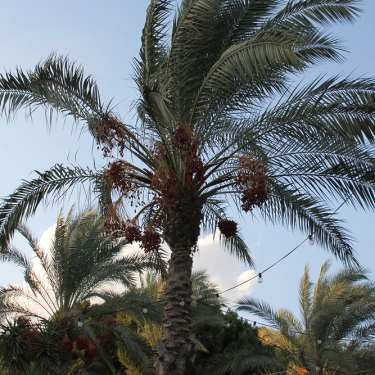 Date Palm: The Timeless Tree of Life