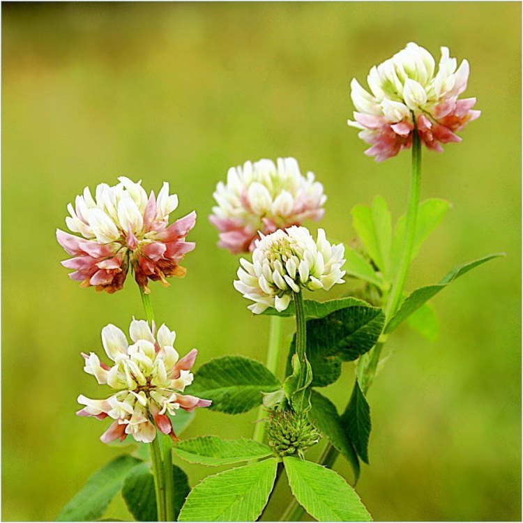 The Incredible White Clover: A Versatile and Resilient Plant