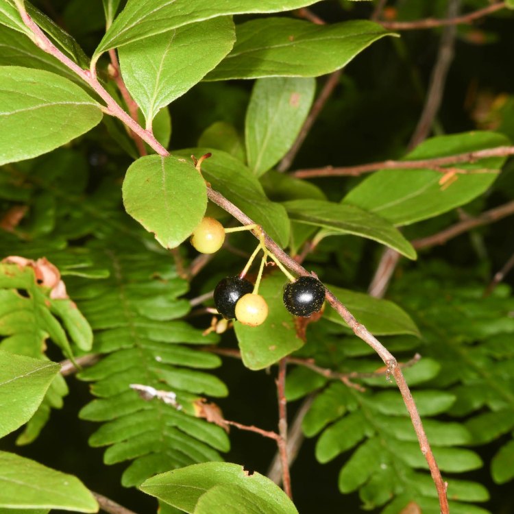 The Enchanting Black Huckleberry: A Striking Shrub of the Appalachian Mountains
