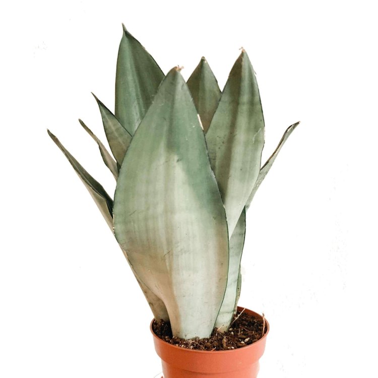 Moonshine Snake Plant: The Stunning Tropical Accent for Your Indoor Space