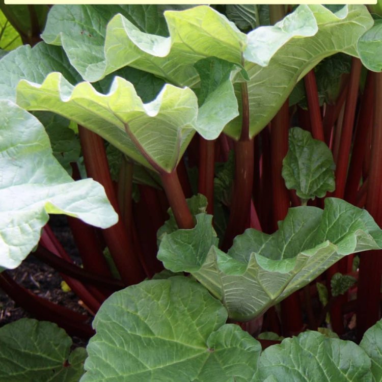 The Delicious and Versatile Rhubarb: A Deep Dive into This Not-so-Ordinary Plant