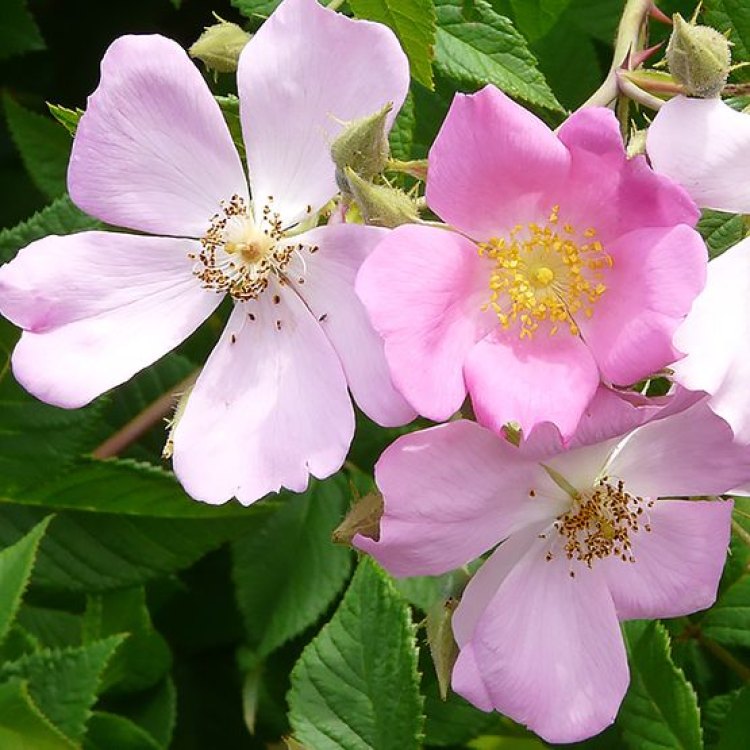 The Delicate Beauty of Prairie Rose: A Closer Look at Rosa arkansana