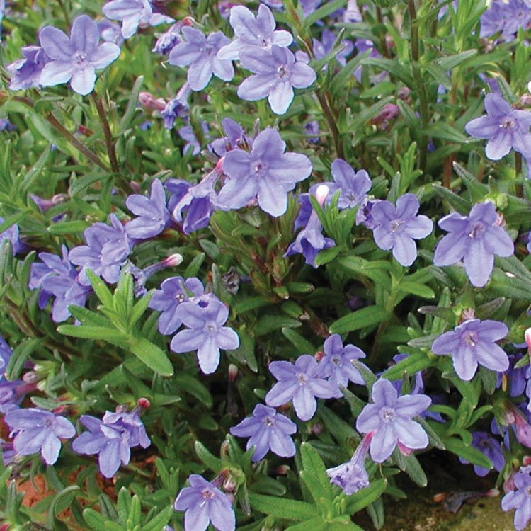 The Beautiful and Enchanting Lithodora Diffusa: A Masterpiece of Nature