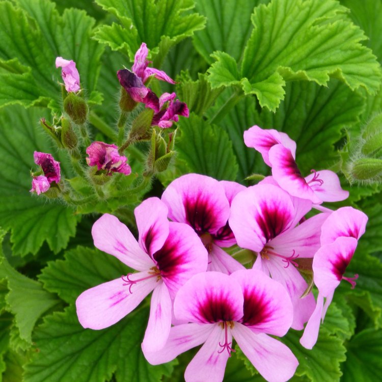 Discover the Enchanting Beauty of Scented Leaved Geraniums