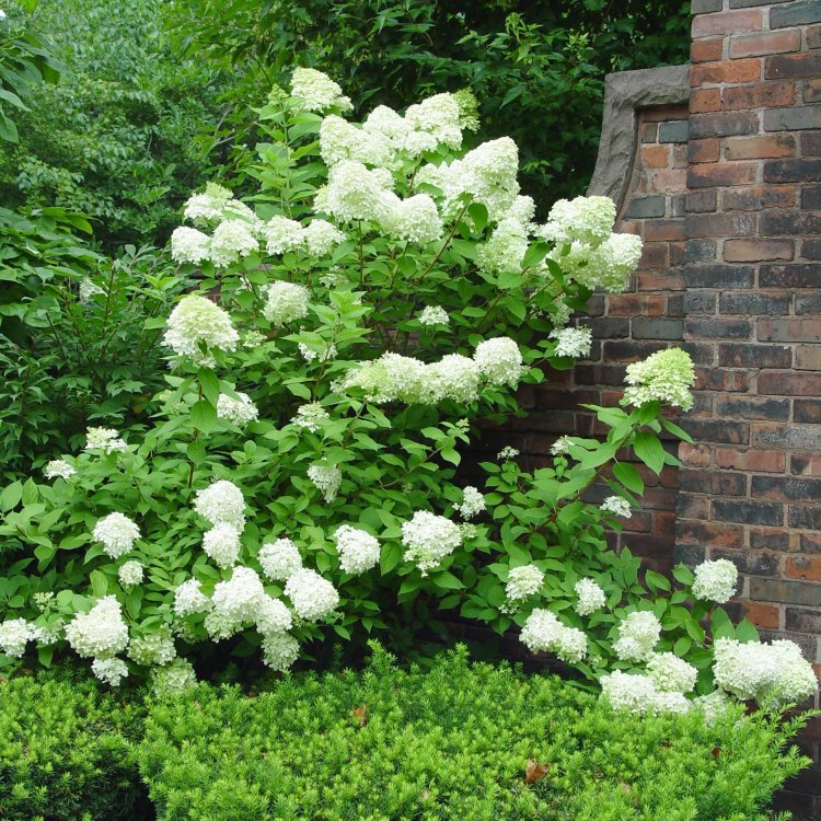 Discover the Beauty of Limelight Hydrangea: A Guide to This Stunning Garden Plant