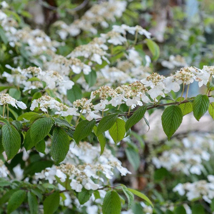 The Beauty and Versatility of Viburnum: A Must-Have Plant for Your Garden
