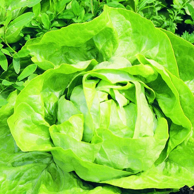 Introducing the Versatile Buttercrunch Lettuce: A Staple in Gardens Around the World