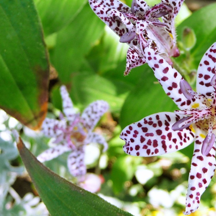 Tricyrtis Hirta: A Mysterious and Enchanting Toad Lily Found in the Shaded Woods of Asia