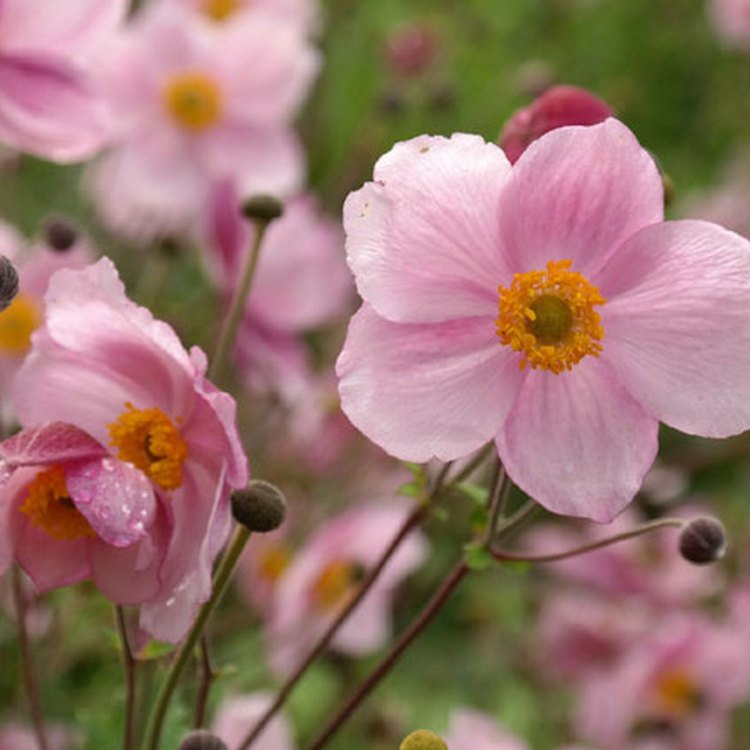 Anemone: A Beautifully Versatile Flower