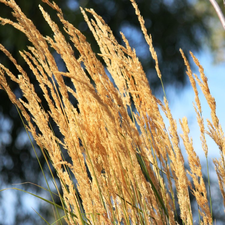 Feather Reed Grass: A Versatile Addition to Your Garden