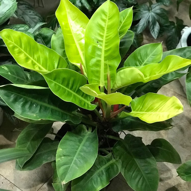 Exploring the Enchanting World of Philodendron