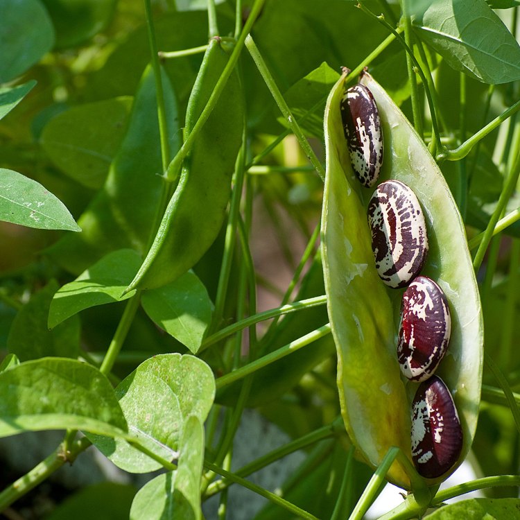 The Story of Lima Beans: The Nutritious and Versatile Legume