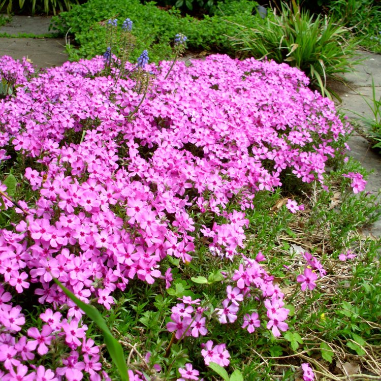 The Beautiful World of Phlox: An In-Depth Exploration of This Delicate Plant
