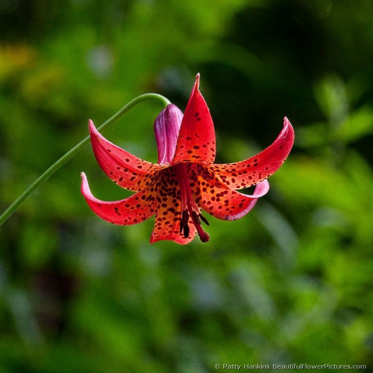 Discover the Beauty of Canada Lily, the Vibrant Flower of Eastern North America