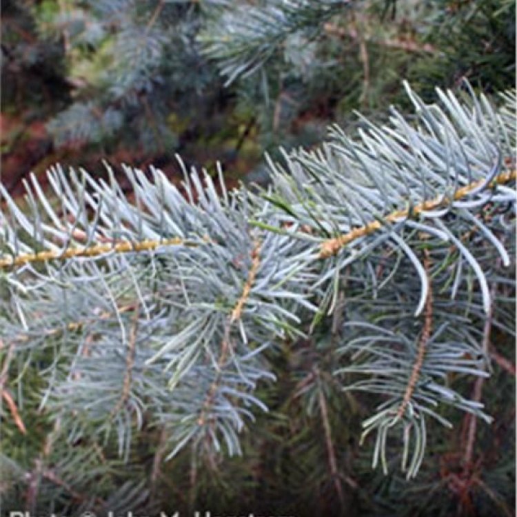 Experience the Majestic Beauty of White Fir: A Symbol of Resilience, Longevity, and Natural Elegance