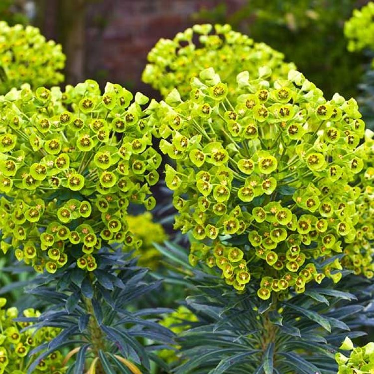 Are You Ready for the Fascinating World of the Euphorbia Plant?