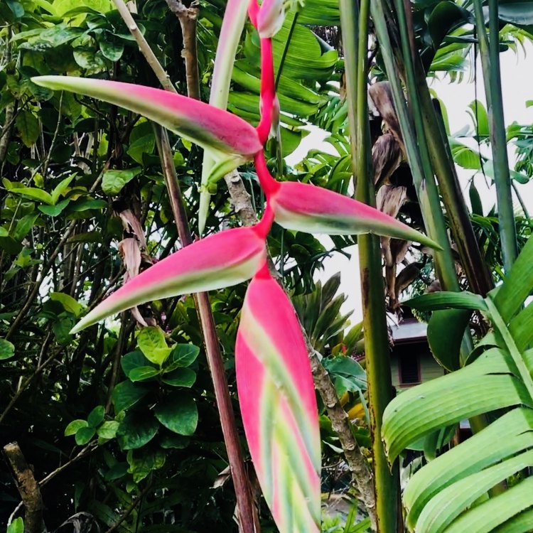 The Captivating World of Heliconia: A Diverse and Beautiful Flower