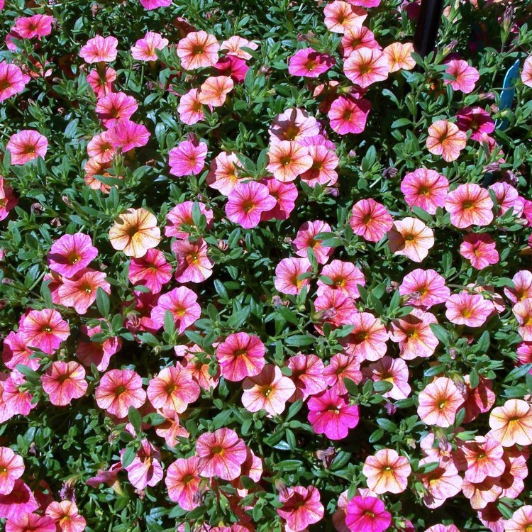 The Beautiful Calibrachoa Group: A Colorful Addition to Your Garden