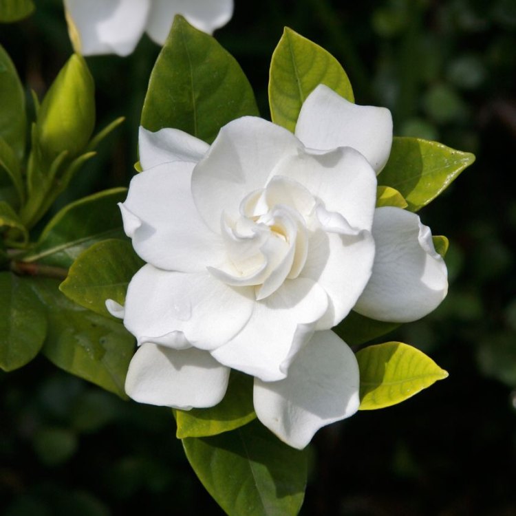 The Beauty and Elegance of Gardenias: A Guide to the Tropical Delight