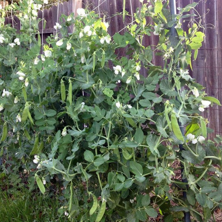 Snow Peas: Versatile and Nutritious Garden Delights