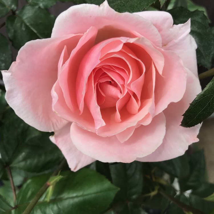 The Queen Elizabeth Rose: A Timeless Beauty