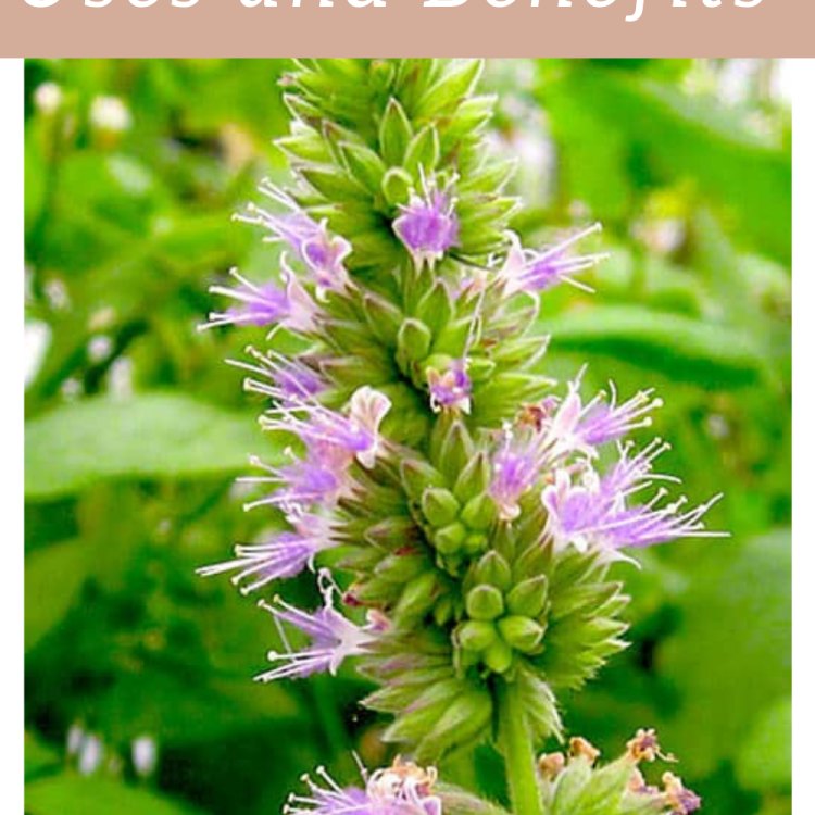 Aromatic Patchouli: The Versatile Plant of Southeast Asia