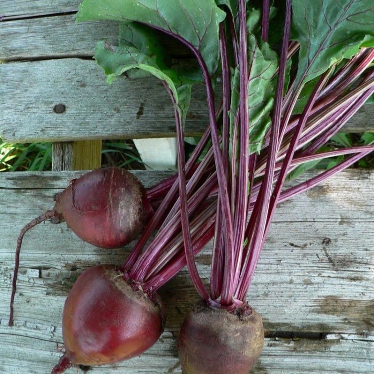 The Magnificent Beetroot: A Versatile and Nutritional Powerhouse