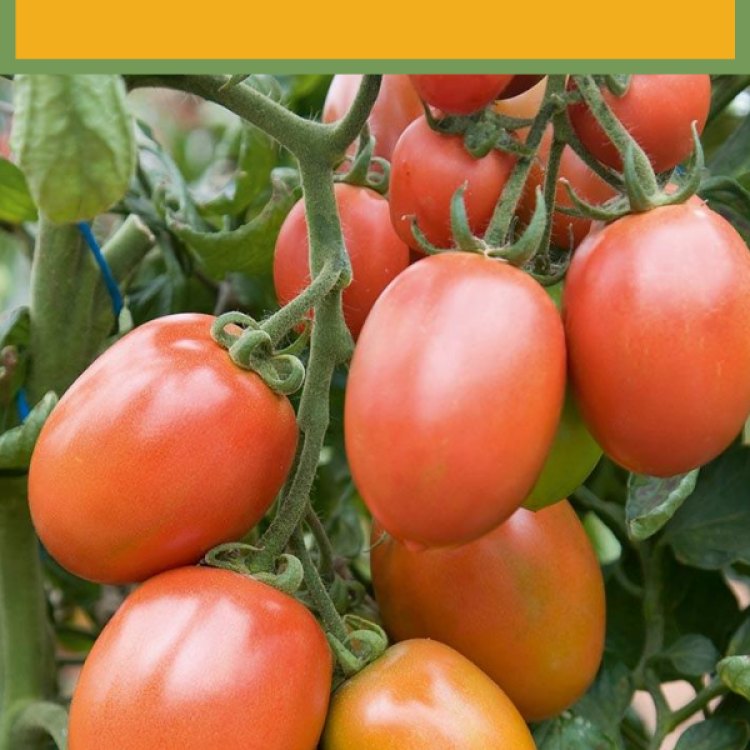 Roma Tomato: A Delicious and Versatile Plant