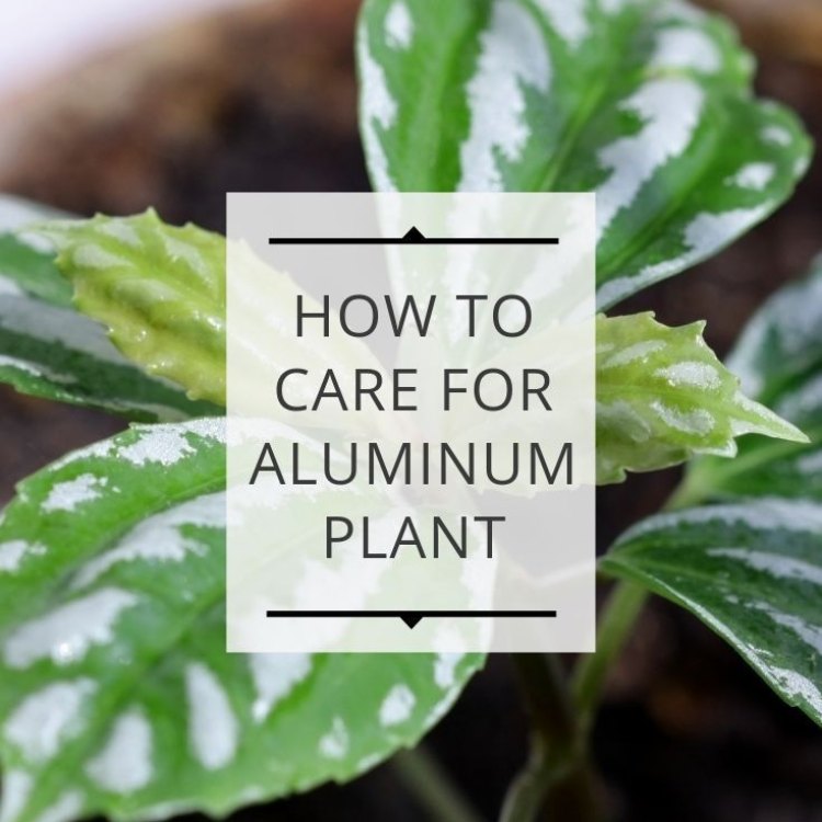Aluminum Plant: A Beautiful Addition to Your Indoor Garden