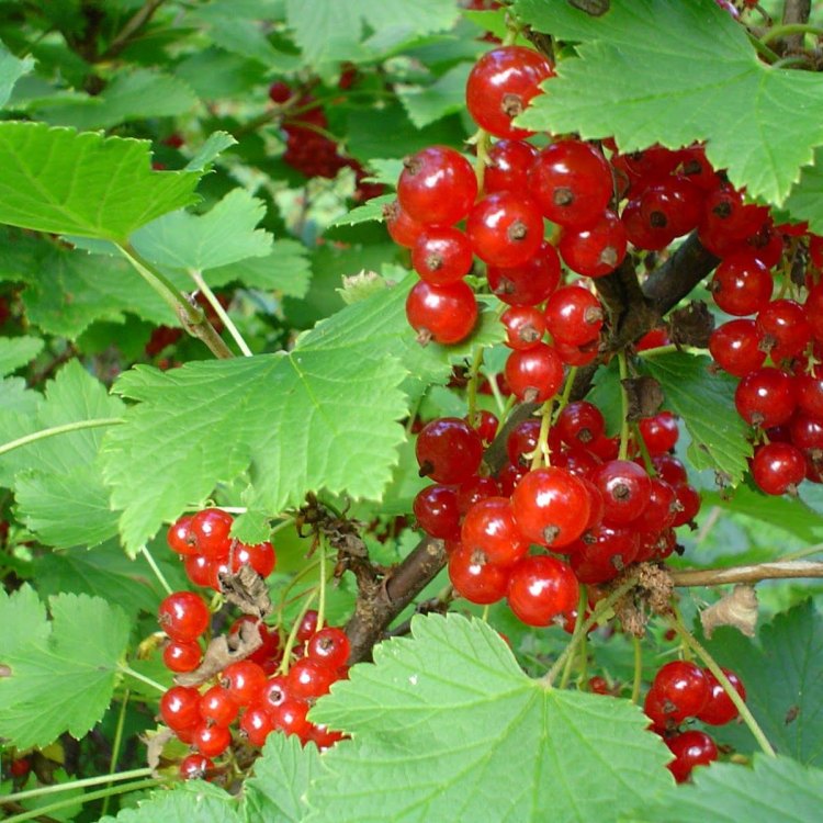 Ribes Rubrum: The Vibrant Red Currant Shrub That Adds Beauty and Flavor to Your Garden