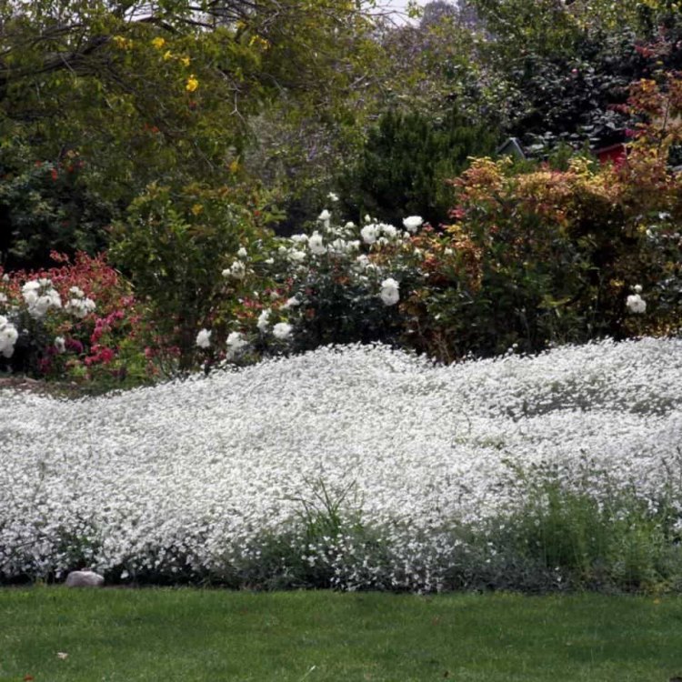 Snow In Summer - The Beautiful Perennial Plant That Brings a Touch of White to Your Garden