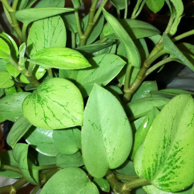 Peperomia Orba: The Cute and Versatile Baby Rubber Plant