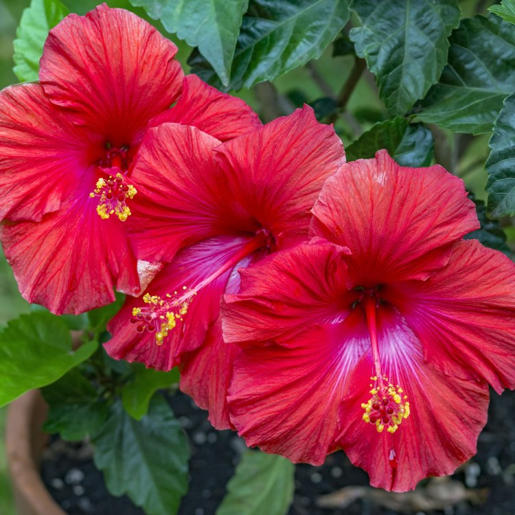 The Captivating Beauty of Hibiscus: Discovering the Queen of Tropical Flowers