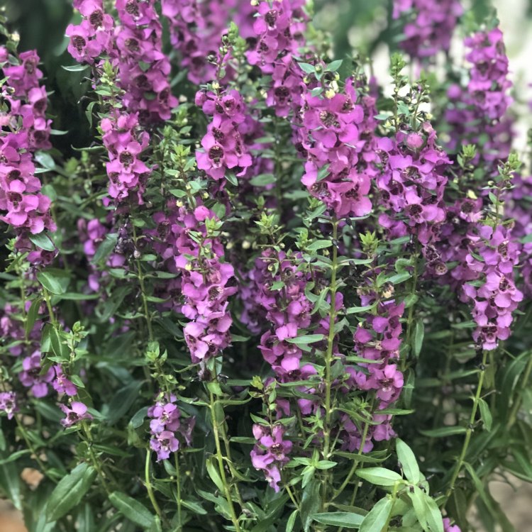 Angelonia: The Vibrant Herbaceous Perennial from the Tropics