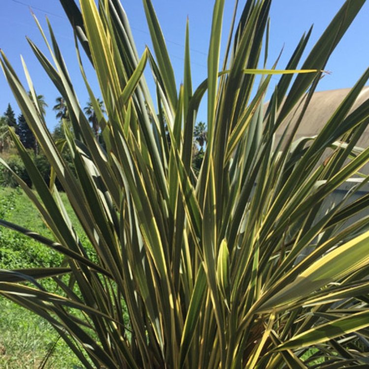 The Versatile and Beautiful New Zealand Flax: A Complete Guide