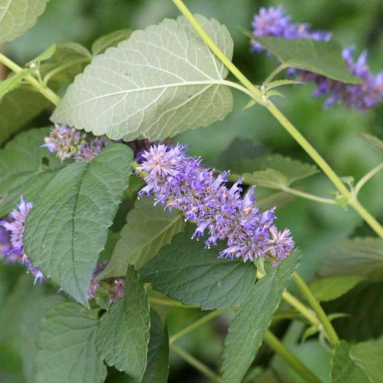 Giant Hyssop: A Plant of Myth, Mystery, and Magnificence