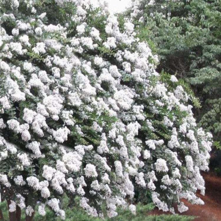 The Charming Acoma Crape Myrtle: A Delightful Addition to Your Garden