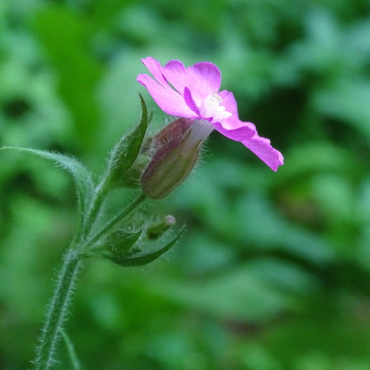 Campion: Discovering the Beauty of Nature's Delightful Herbaceous Plant