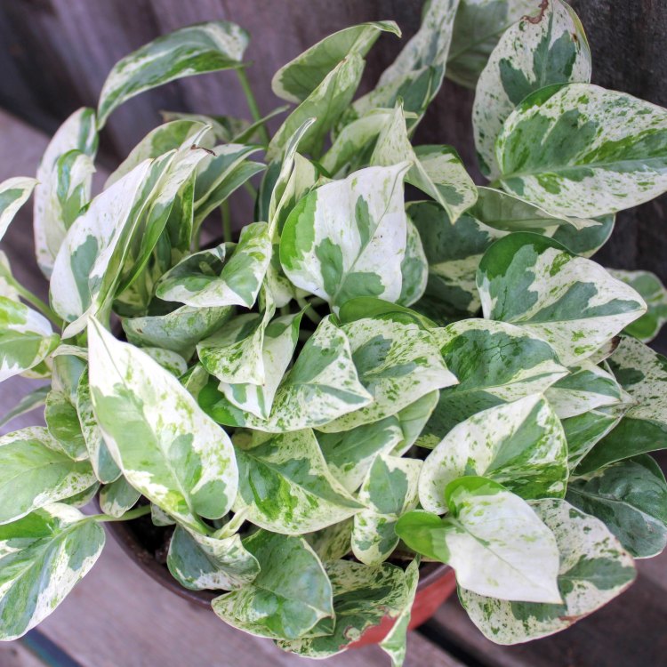 Pearls and Jade Pothos: The Perfect Indoor Plant for Every Green Thumb